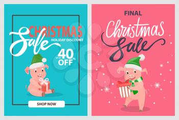 Final Christmas sale pigs and piglets in winter hats with gift boxes in frames on blue and pink, vector. 40 percent off, holiday discounts posters, shop now