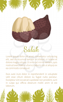 Salak Salacca zalacca palm tree exotic juicy fruit vector poster text sample and palm leaves. Tropical edible food, dieting vegetarian nutritious dessert