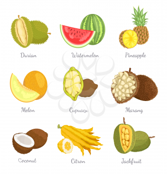 Durian and watermelon lush succulent tropical exotic fruits icons set vector. Pineapple and banana, coconut and marang slices. Delicious healthy food