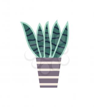 Plant of special type sansevieria vector, isolated haworthia in flowerpot with stripes, home decoration, interior making botany. Foliage long leaves