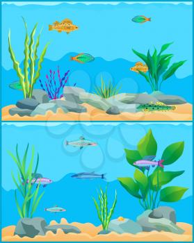 Colorful aquarium fishes in blue water promo poster. Multicolored sea animals, green water plants and bottom stones flat cartoon vector illustration.