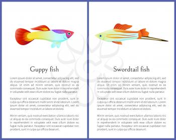 Guppy and swordtail fish isolated on white icons on posters with text sample. Freshwater aquarium pets silhouette cartoon style vector illustration