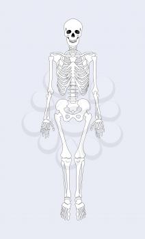Skeleton of human body, skeletal system supporting organism part vertebrae, skull and rib cage, legs arms internal framework, vector illustration