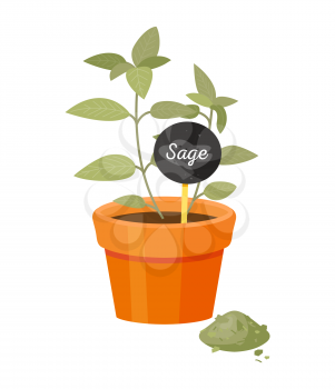 Sage salvia in pot poster with label spice, powder and ground leaves, spicy condiment organic herb grown at home, vector healthy cooking ingredient