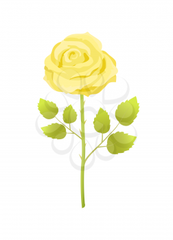 Yellow rose flower with green leaves on long stem vector illustration in realistic design isolated. Open bud in blossom, decorative floral element
