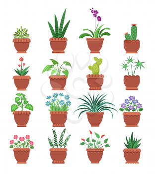 Browallia and clivia cactus collection of room plants potted plants with flowers of different types, vector illustration, isolated on white background