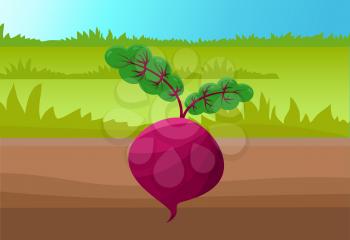 Round beetroot template, colorful illustration, green grass and brown soil, bright sky, sunny day, purple beet with two small sprouts, vector icon