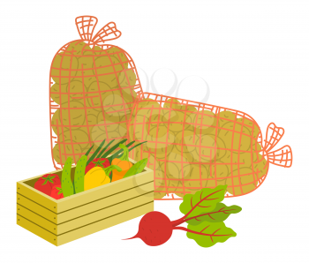 Vegetables in wooden case, potato in burlap. Beet and tomato, cucumber and bell pepper in box, crate in bag, harvesting products, agriculture vector