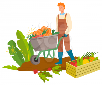 Plantation of carrots and beetroots vector, harvesting man with carriage. Wooden box with pepper and cabbage, pumpkins in metal cart pushed by male