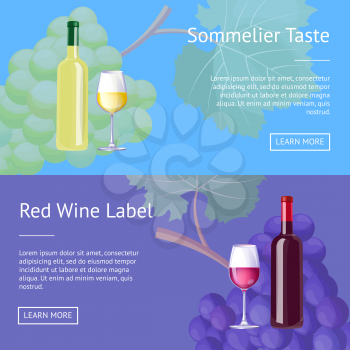 Sommelier taste red wine label set of web posters bottles of vino and glasses elite alcohol drink on background of realistic bunches of grapes vector set