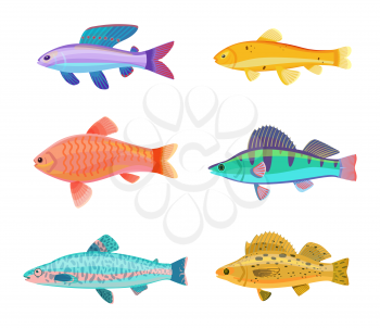 Zebra and jewel cichlid set of tropical colorful fish species. Jack Dempsey limbless animal blue color with dorsal fin isolated on vector illustration