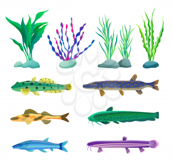 Various algae type, predatory and aquarium fish rare and common specie variegation. Multicolored marine inhabitants vector illustration on white.