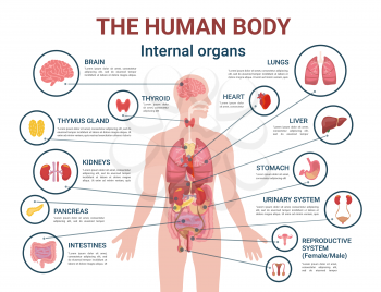 Human body internal organs and parts info poster vector. Heart and brain, liver and kidneys. Thymus gland and reproductive system of male and female