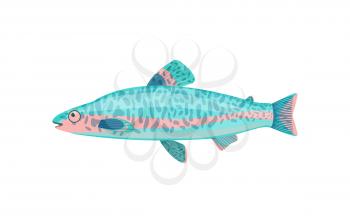 Jack dempsey fish closeup. Limbless cold-blooded vertebrate animal with gills and fins. Colorful tropical biological organism vector illustration