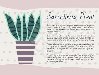 Sansevieria plant kind vector, potted flower with long leaves, green foliage houseplant with explanation, poster with text. Nature at home, flower pot