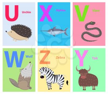Alphabet set of six letters U X V W Z Y with wild animals. Vector illustration of barbed urchin, sharp-nosed xiphias, black viper, howling wolf, striped zebra, brown yak color teaching cards.