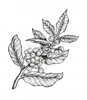 Coffee tree with beans coffea sketch and colorless image, leaves and coffee beans organic plant vector illustration, isolated on white background