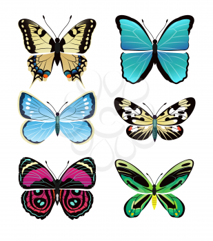 Butterflies types collection with colorful wings, antennas and heads papilionidae set of butterflies, vector illustration isolated on white background