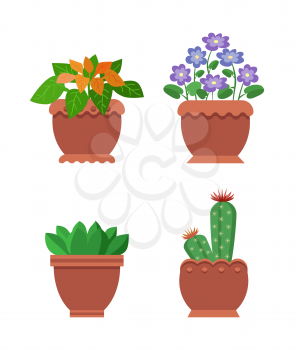 Browallia and cactus collection, room plants in pots, room plants and flowers, interior and leaves vector illustration isolated on white background