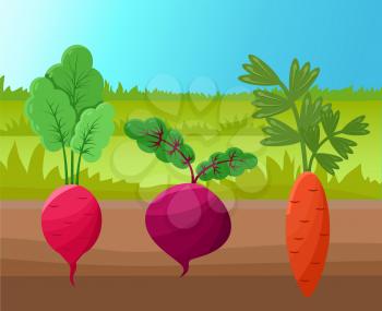 Carrot radish and beetroot vector illustration, healthy agricultures planted into soil, green grass, set of roots with tasty shoots on top, cute icons