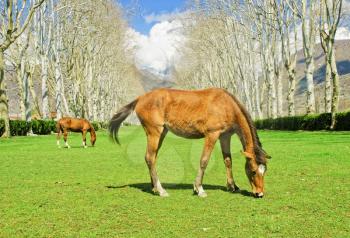 the horses are grazing on green grass on the background of beautiful blue sky and mountains