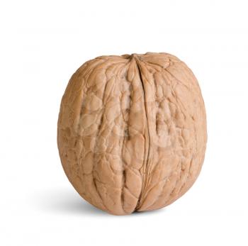 one walnut isolated on a white background