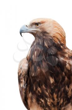 Proud Caucasian eagle isolated on white background
