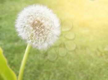 dandelion on blurred green background Effect of sunlight