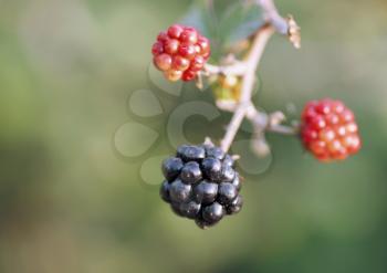 macro shot of ripe blackberry