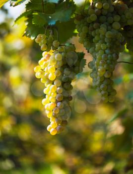 White grapes hanging from lush green vine with blurred vineyard background