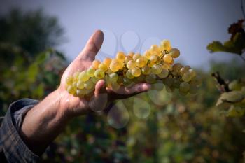 A handful of white grapes in hand