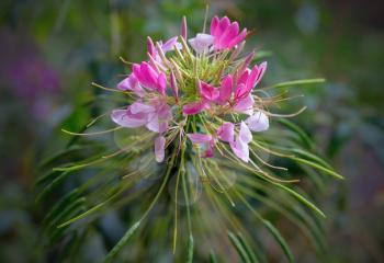 Floral background - Spider Flowers Cleome Hassleriana