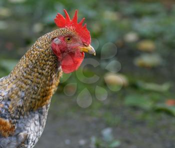 rooster with red comb close-up