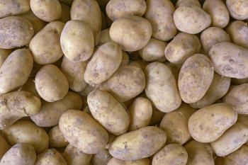 A bunch of fresh new potatoes Closeup