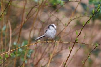 Long tailed tit (Aegithalos caudatus) perched on a branch
