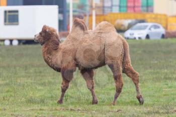 Two-humped camel walking on a dutch meadow