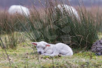 Little lamb in a dutch nature setting