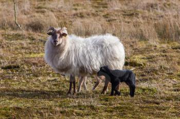 Adult sheep with a black and a white lamb