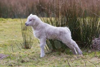 Little lamb in a dutch nature setting