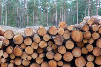 Forestry industry tree felling and timber logging