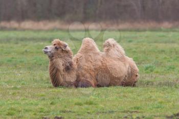 Two-humped camel is resting on the green grass