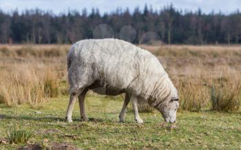 Sheep with a thick winter coat eats the grass