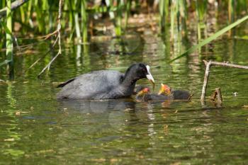 A coot is feeding its youngsters