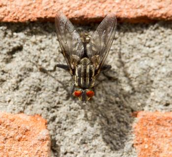 Close-up of a fly on a brick wall
