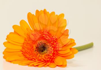 One single gerbera flower with a colorful background