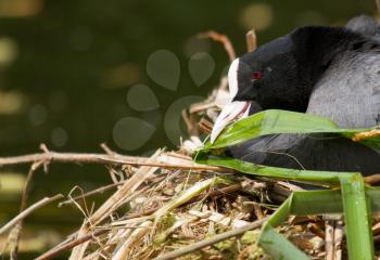 A common coot is building a nest