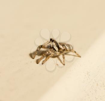 Salticus scenicus jumping spider with a wooden background