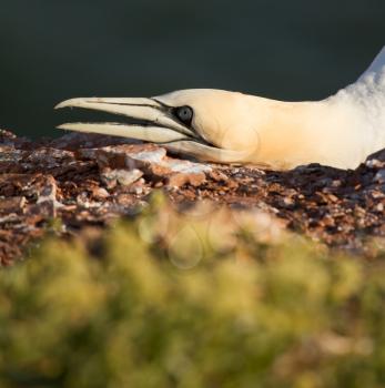 Close-up of a gannet in Helgoland