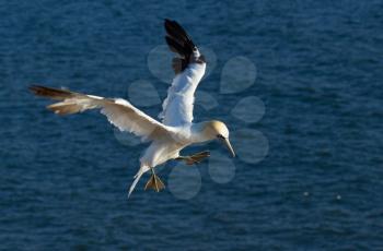 A flying gannet in Helgoland