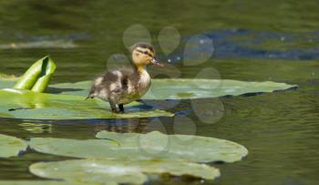 A small duck is standing on a leaf